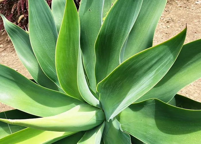 Willa The L Lodge, Ocean View Private Garden *