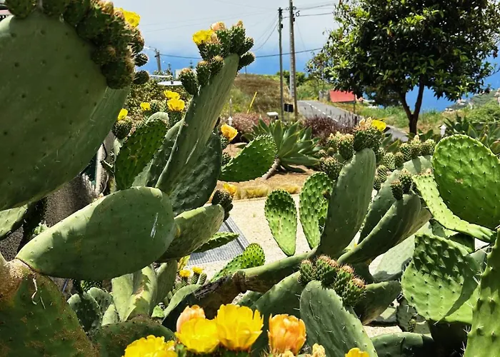 The L Lodge, Ocean View Private Garden Ribeira Brava