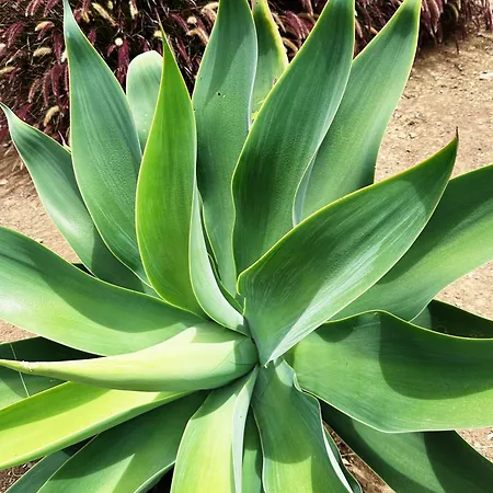 Βίλα The L Lodge, Ocean View Garden *