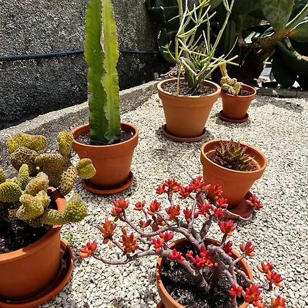 The L Lodge, Ocean View Garden Villa *